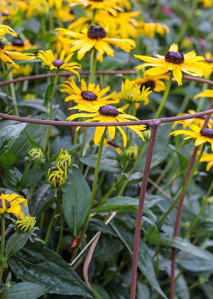 Tall fluted plant support around yellow Rudbekia flowers