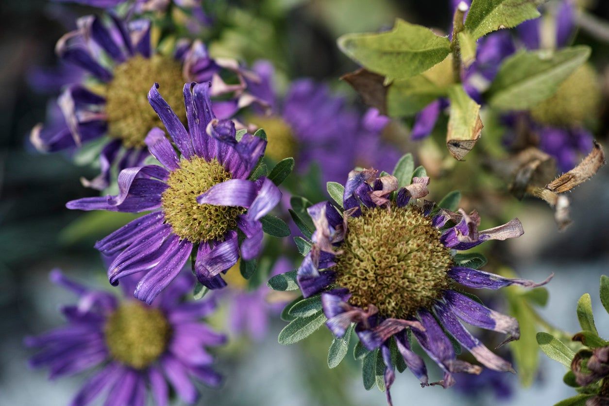 Wilt Disease On Aster Plants