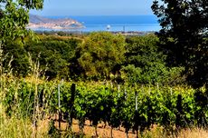 Corsica wineries