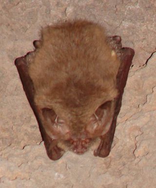 cave bats