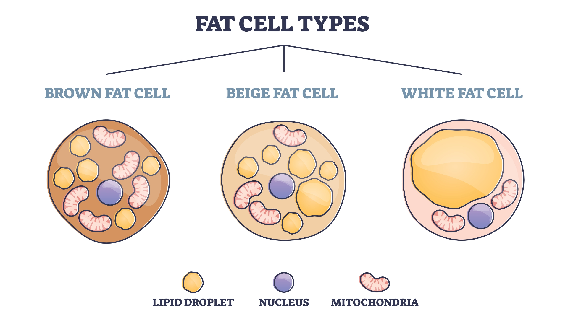 Illustration showing three different fat cell types: brown, beige, and white.