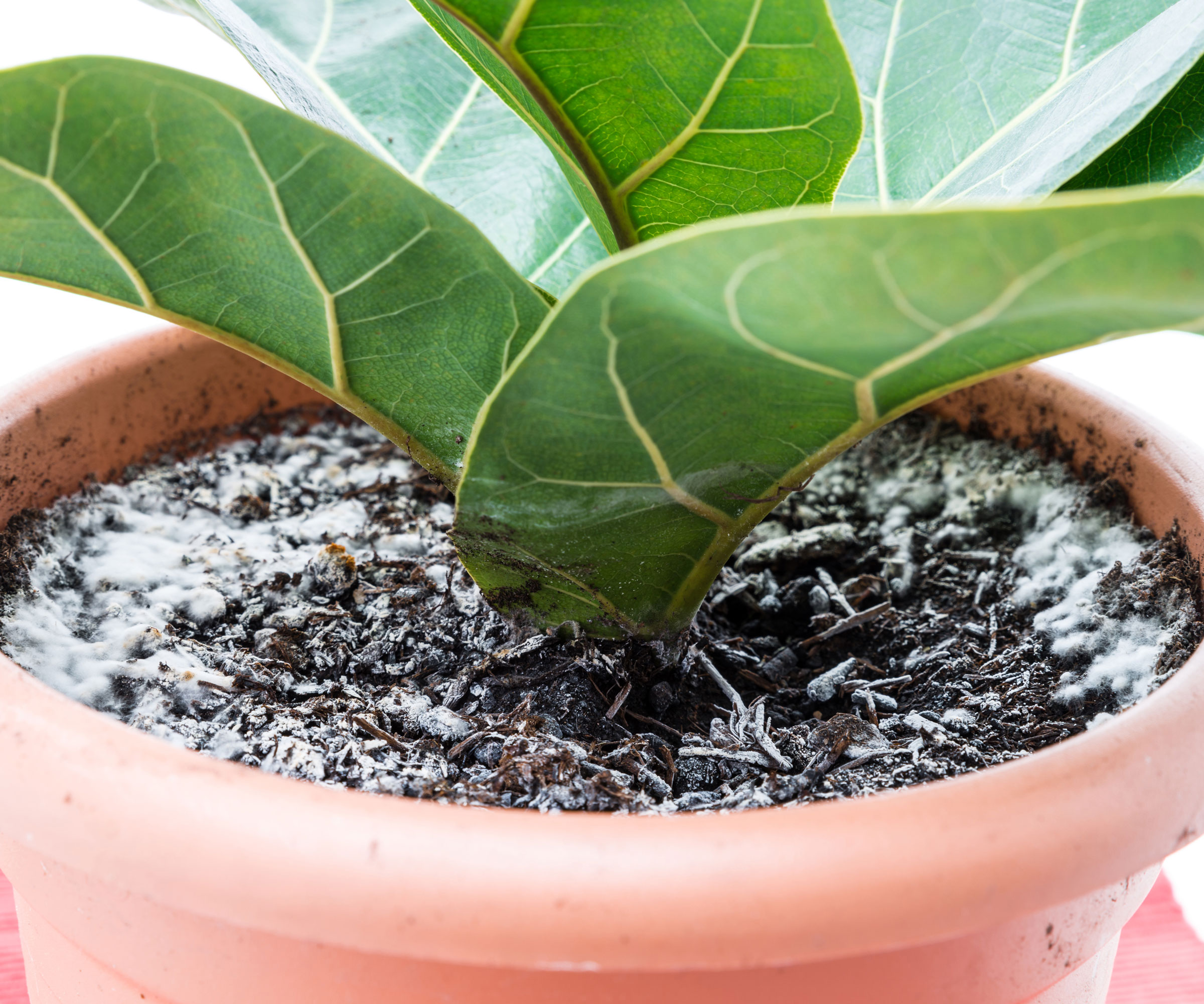 potted fiddle leaf fig plant showing rotten potting mix