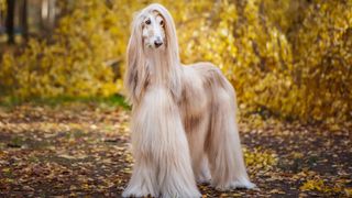 Afghan Hound