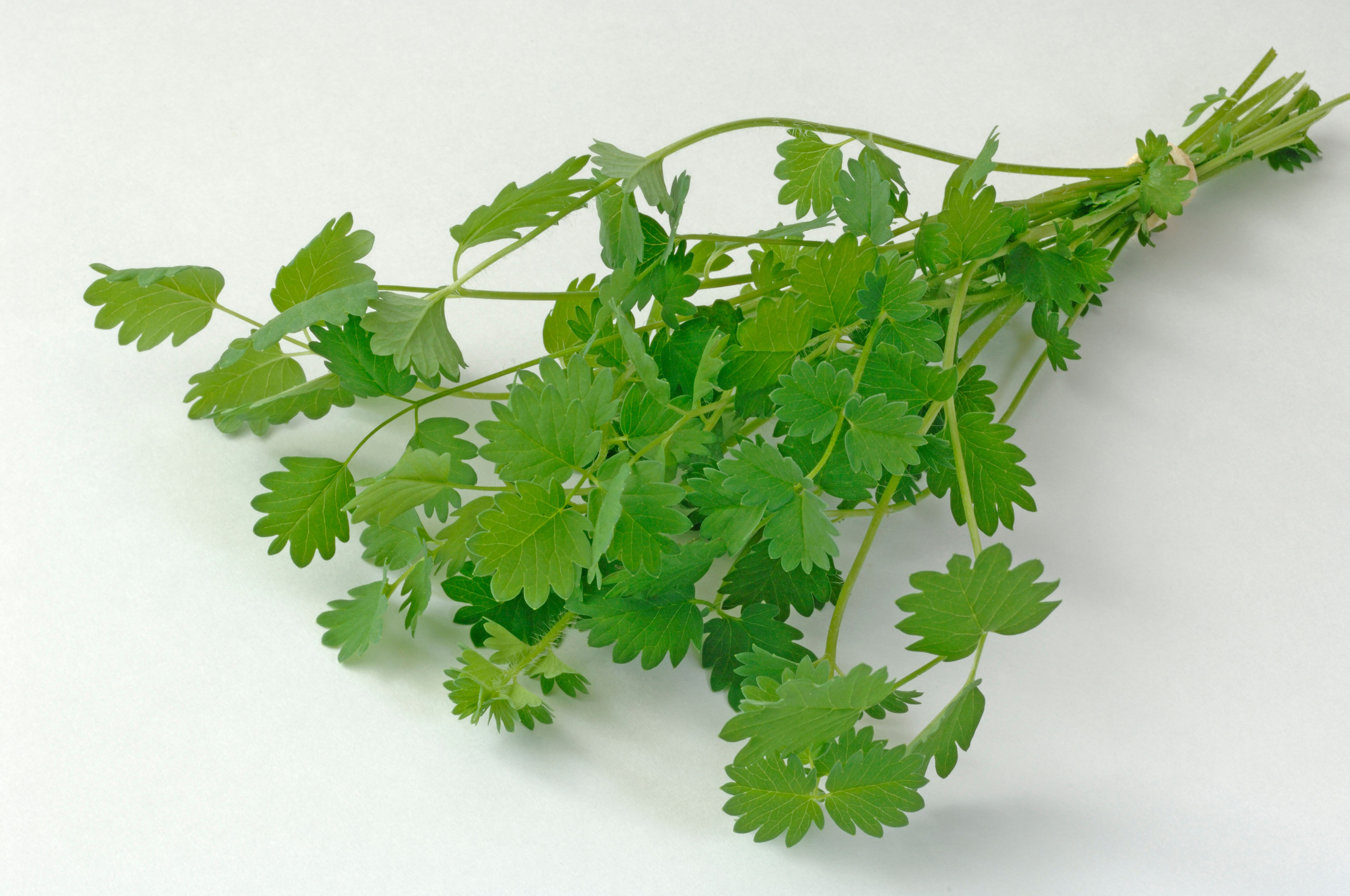Salad burnet
