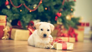 Yellow labrador puppy in front of a christmas tree and a pile of presents opening a gift