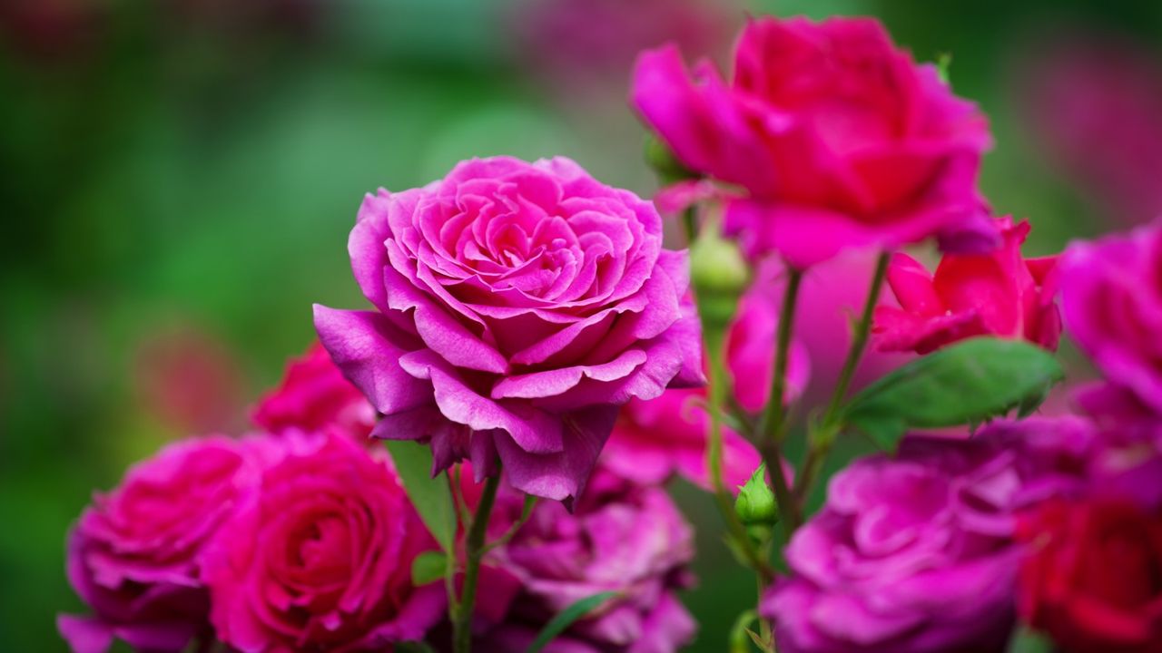 Pink roses