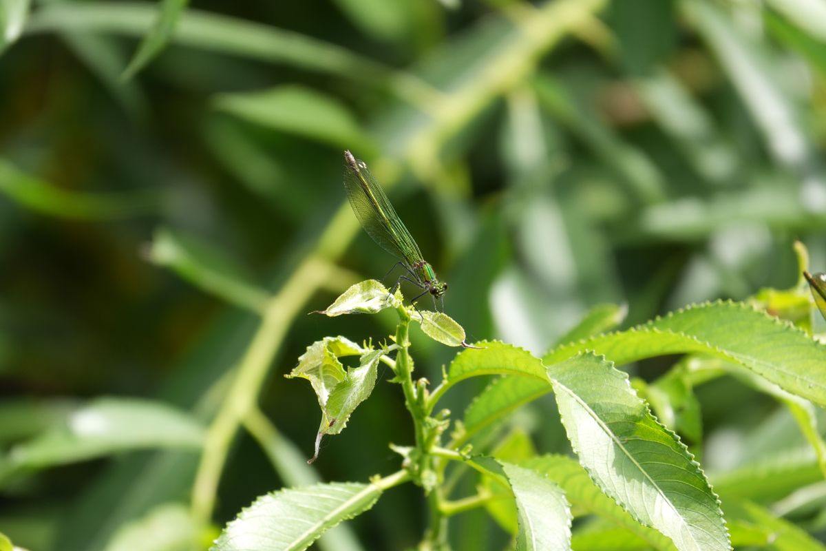 Green damselfly perched on a sunlit leaf against a blurred background.