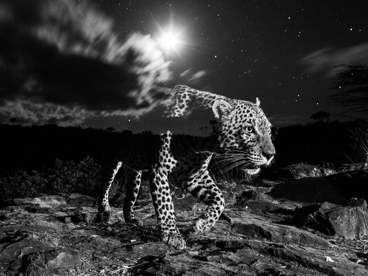 Photographer tells story of capturing shy ‘spotty’ leopard