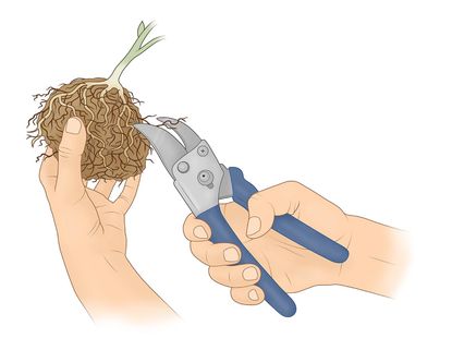 illustration Of Pruning Plant Roots