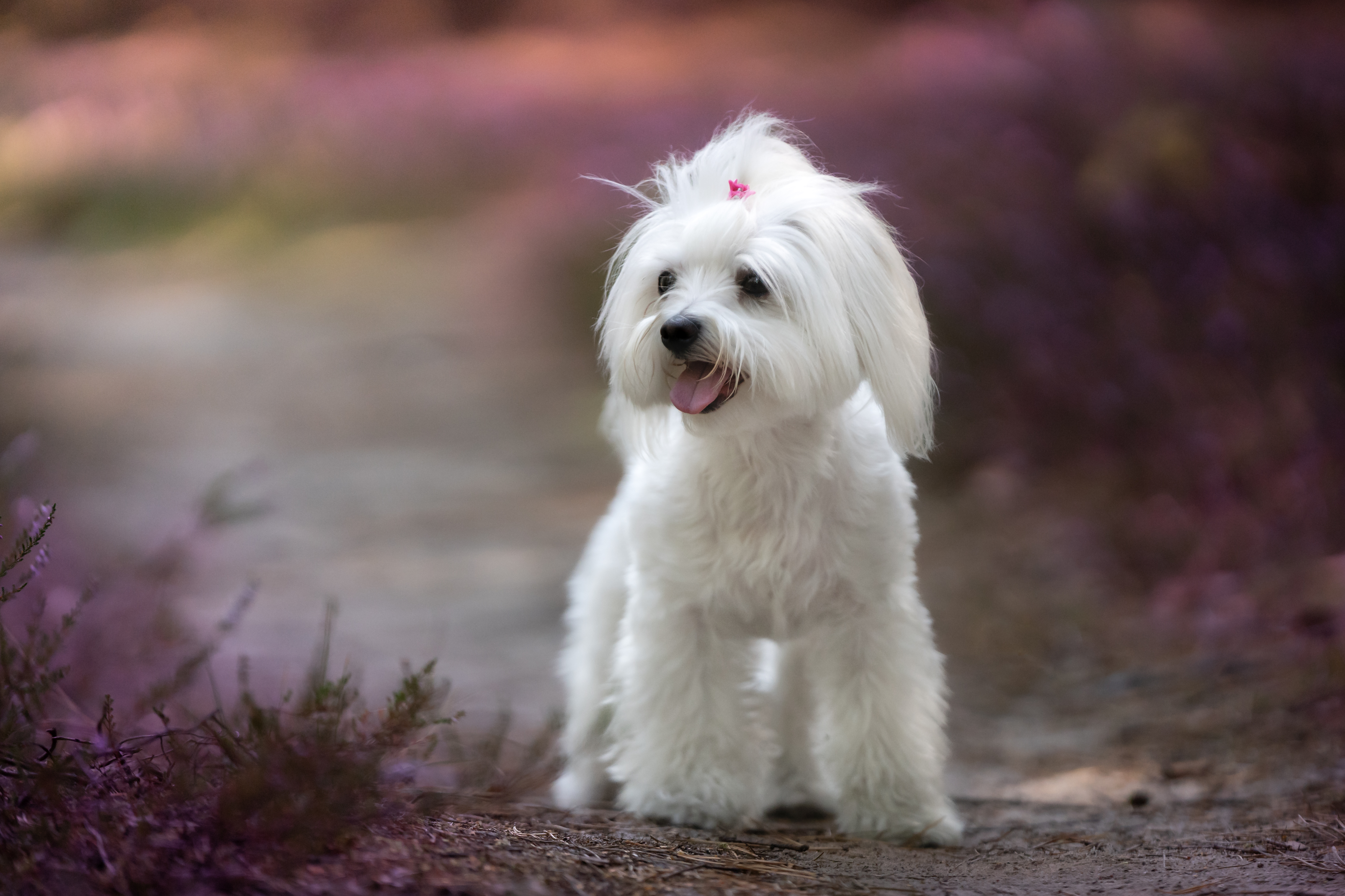 Maltese dog surrounded by purple flowers