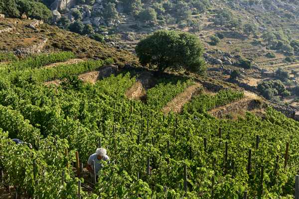 T-oinos vineyard terraces