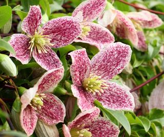 Clematis cirrhosa var. purpurascens 'Freckles' flowers in winter