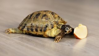 Turtle eating cut-up apple