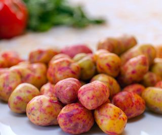 Oca tubers of many colors on a board