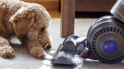 Best vacuums for pet hair - a goldendoodle dog and a Dyson vacuum