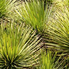 close up view of yucca leaves