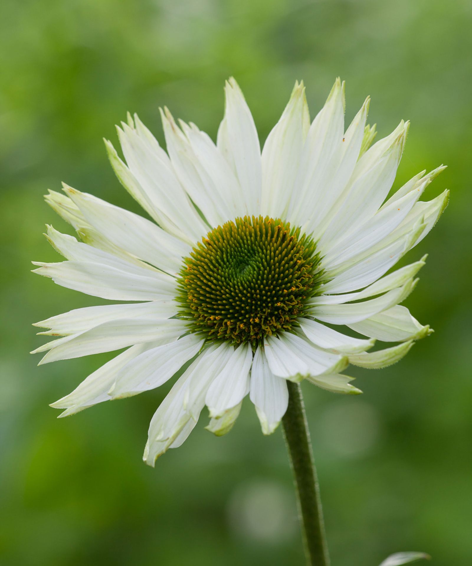 How to grow echinacea top tips on planting and caring for coneflowers