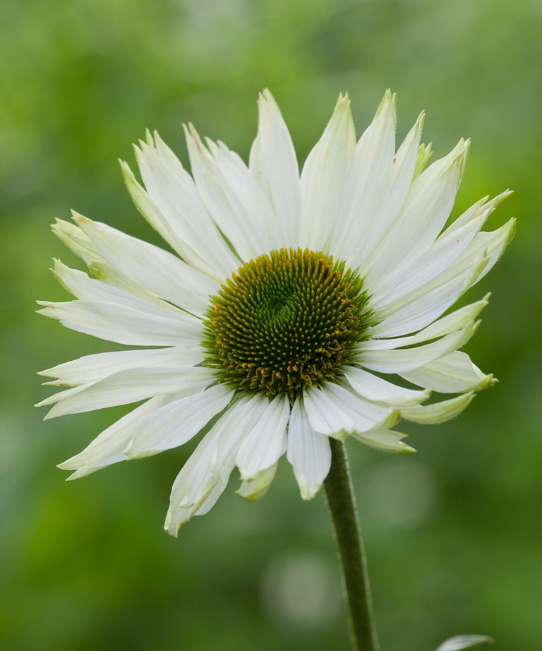 How to grow echinacea top tips on planting and caring for coneflowers