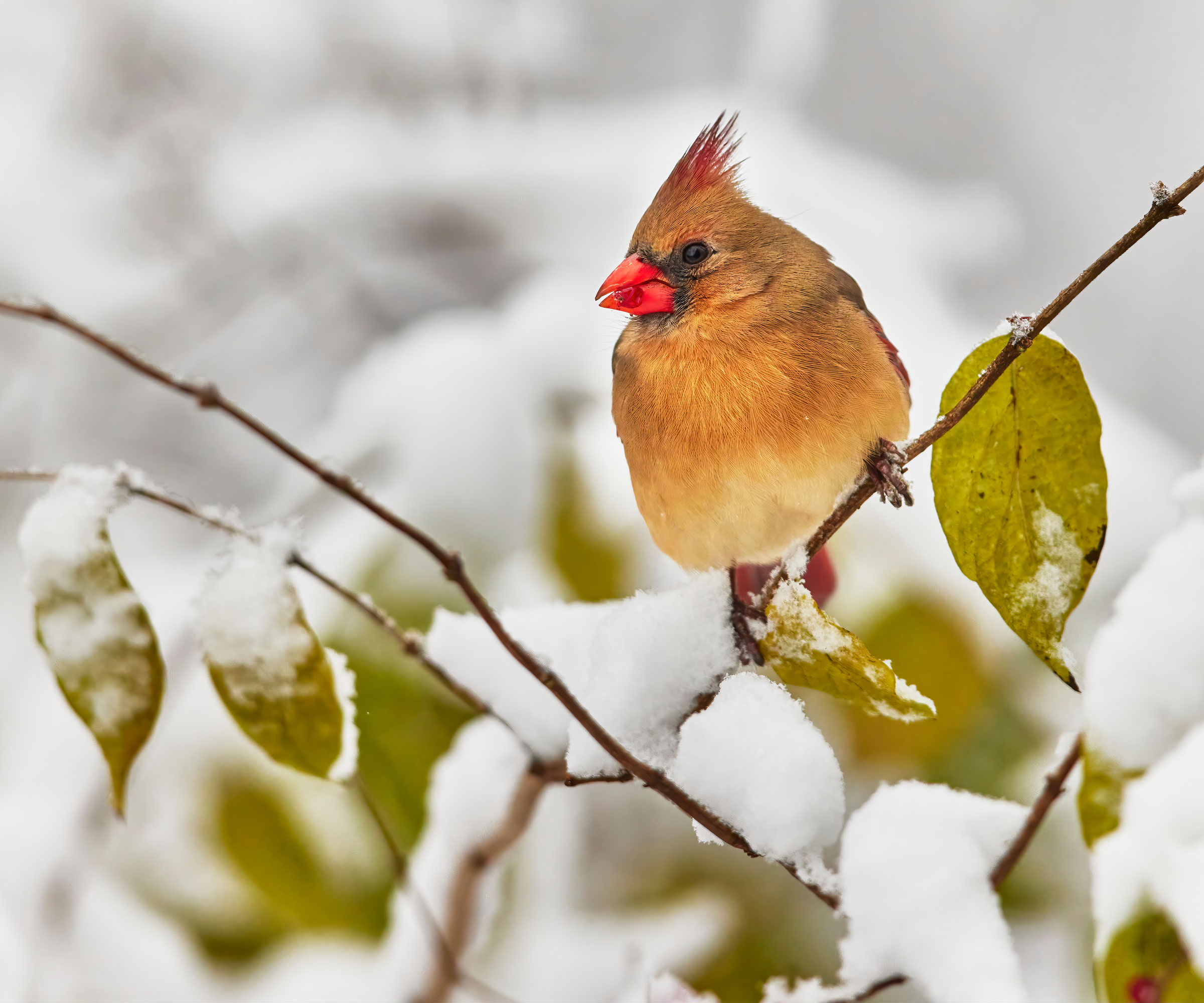 female cardinal bird sitting on tree in winter