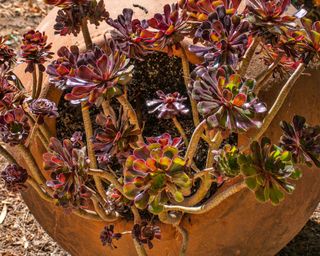 the succulent aeonium in a terracotta pot