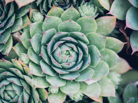 Sempervivum Succulent Plant