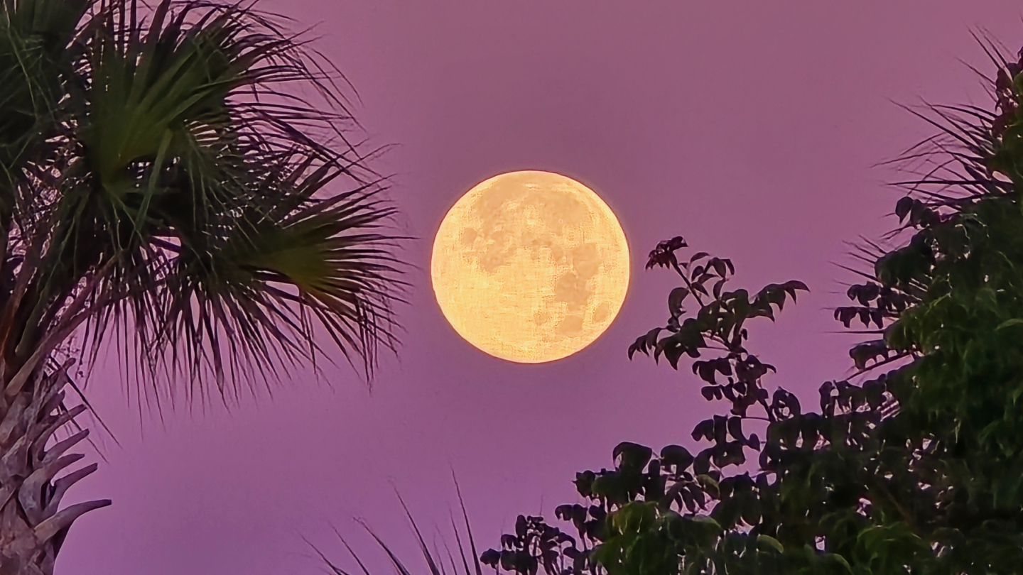 A yellow full moon is pictured in a pastel-pink sky with a palm tree framing the left of the screen and a bush dominating the lower right.