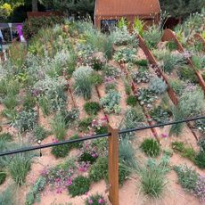 Plants growing in sand in The Hospitalfield Arts Garden at the RHS Chelsea Flower Show 2025