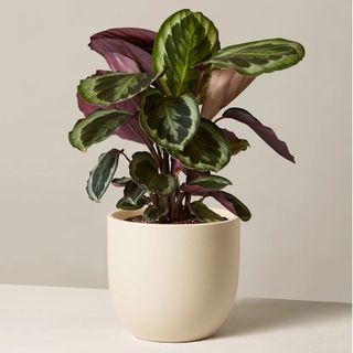 The Sill Calathea medallion