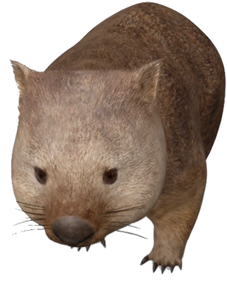 Wombat Google Search