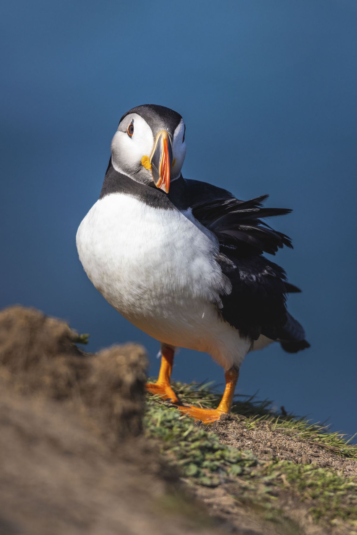 Puffin