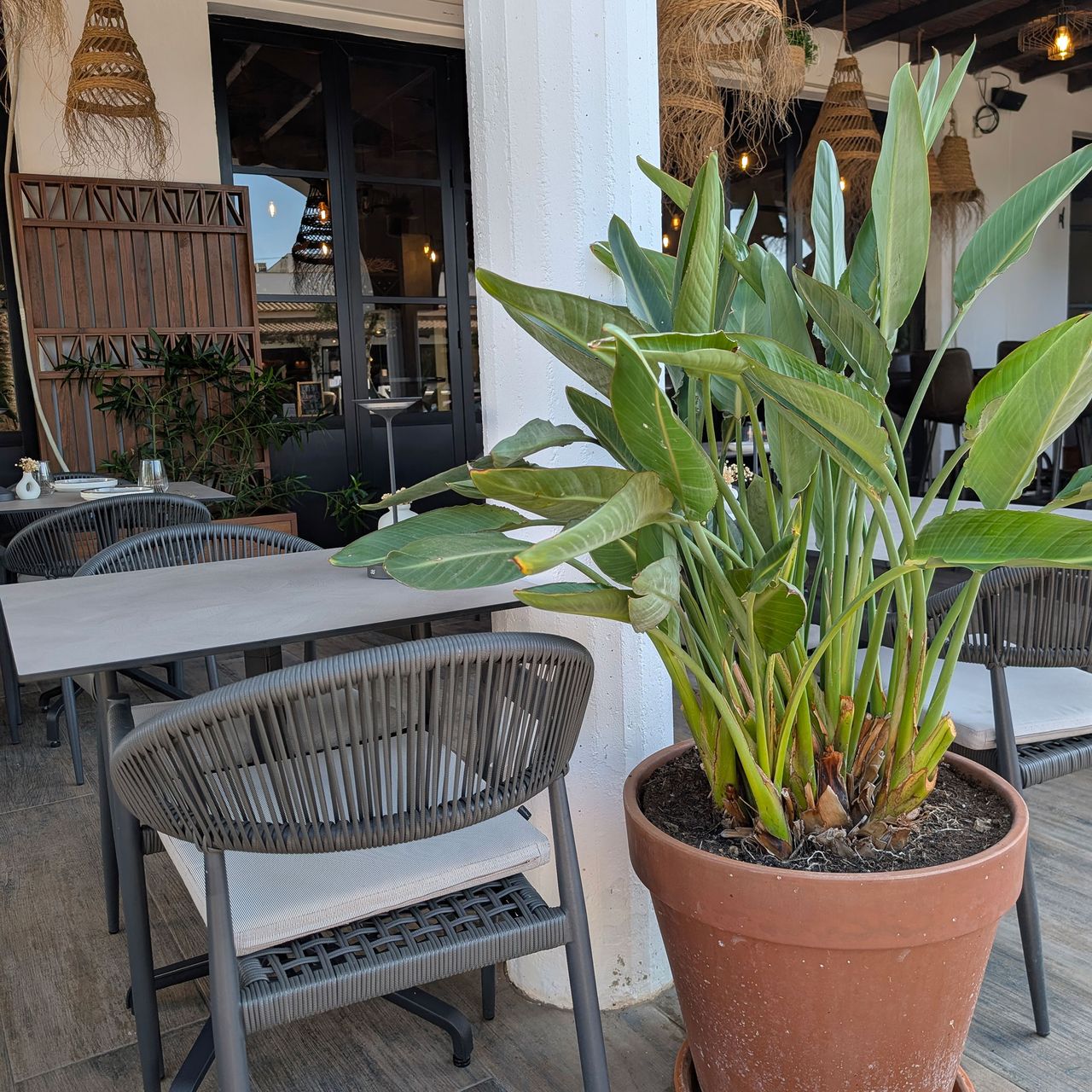 Large leafy plant in terracotta plant in outdoor dining area