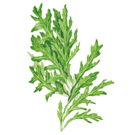 Rocky Arugula/wild Rocket