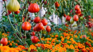 Marigolds next to tomatoes in vegetable garden