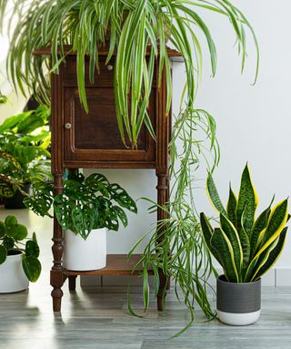 Houseplants inside on the floor and on a sidetable
