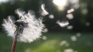 How to kill weeds in your lawn and garden: A dandelion blowing in the breeze