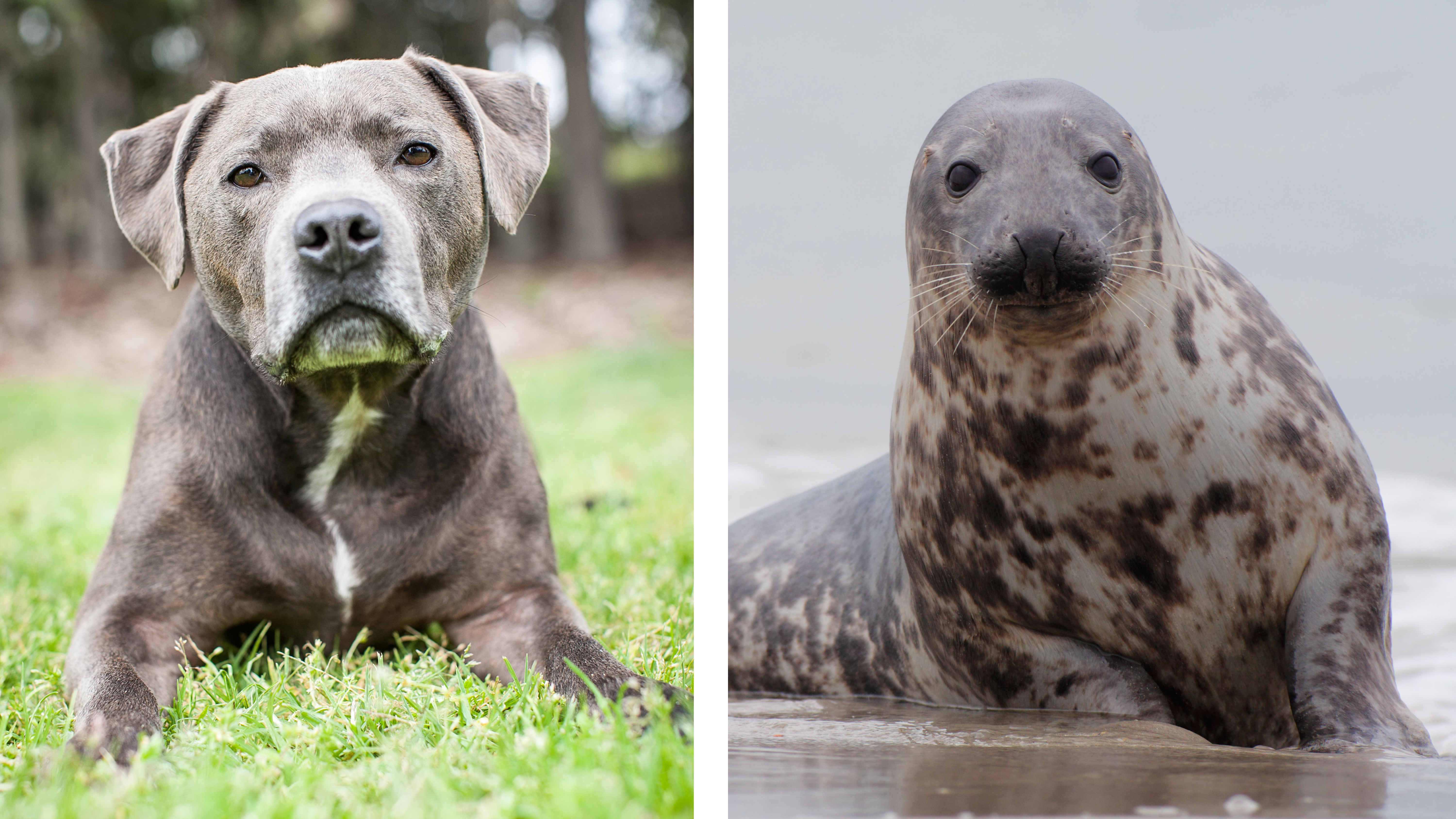 Side-by-side comparison of a Staffordshire bull terrier and a seal, highlighting their similarly soulful eyes, broad faces, muscular builds and gentle expressions.