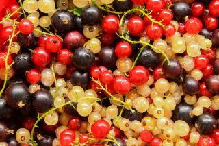 Ripe black, red and white currants