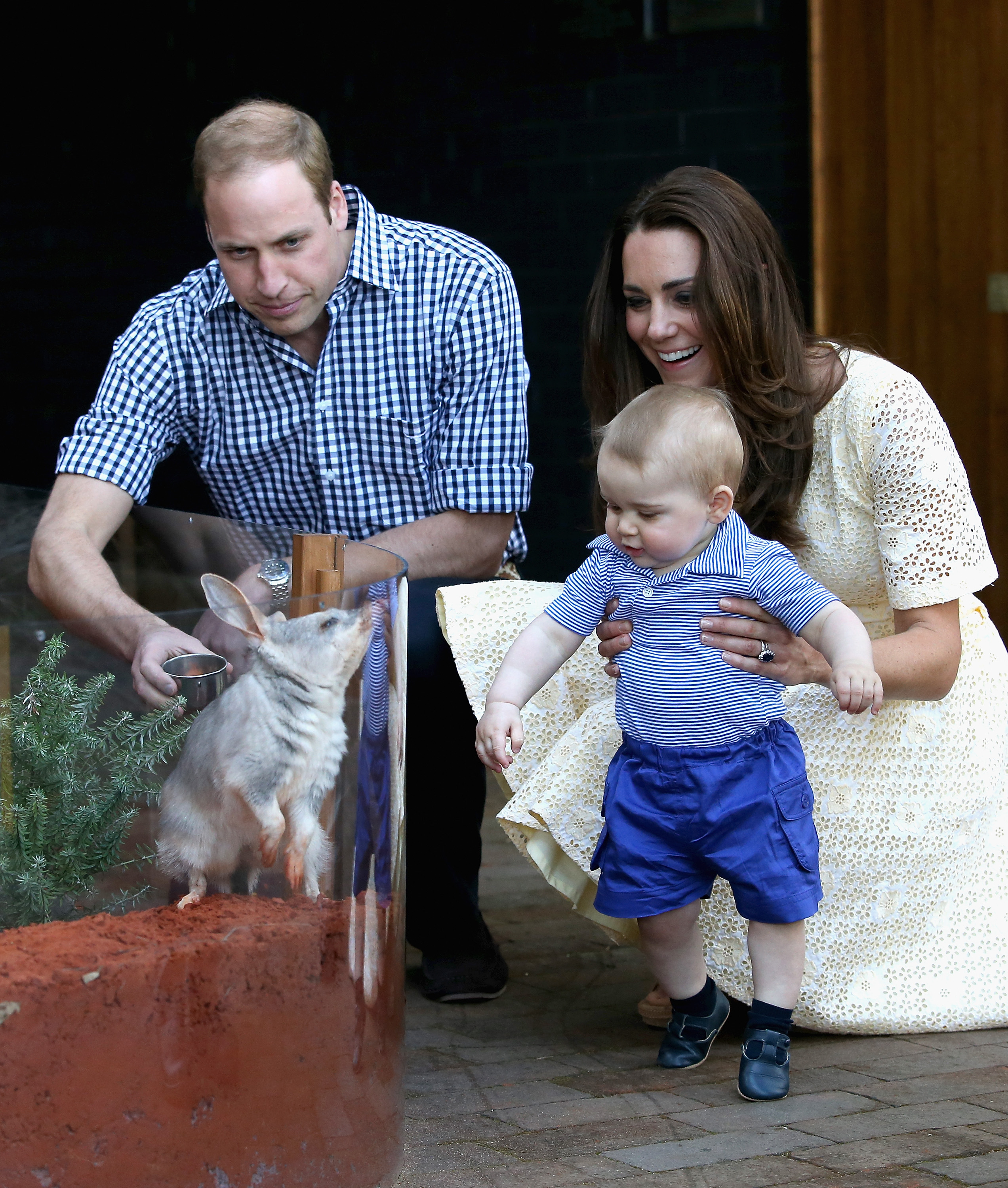 Prince George being held by Princess Kate in a yellow dress as he looks at a bilby in a zoo, with Prince William kneeling behind them