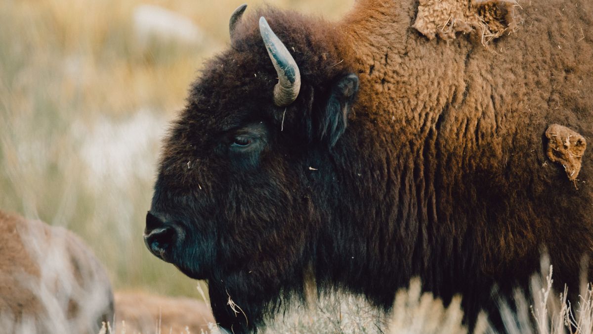 Bison at Yellowstone National Park, Wyoming, USA