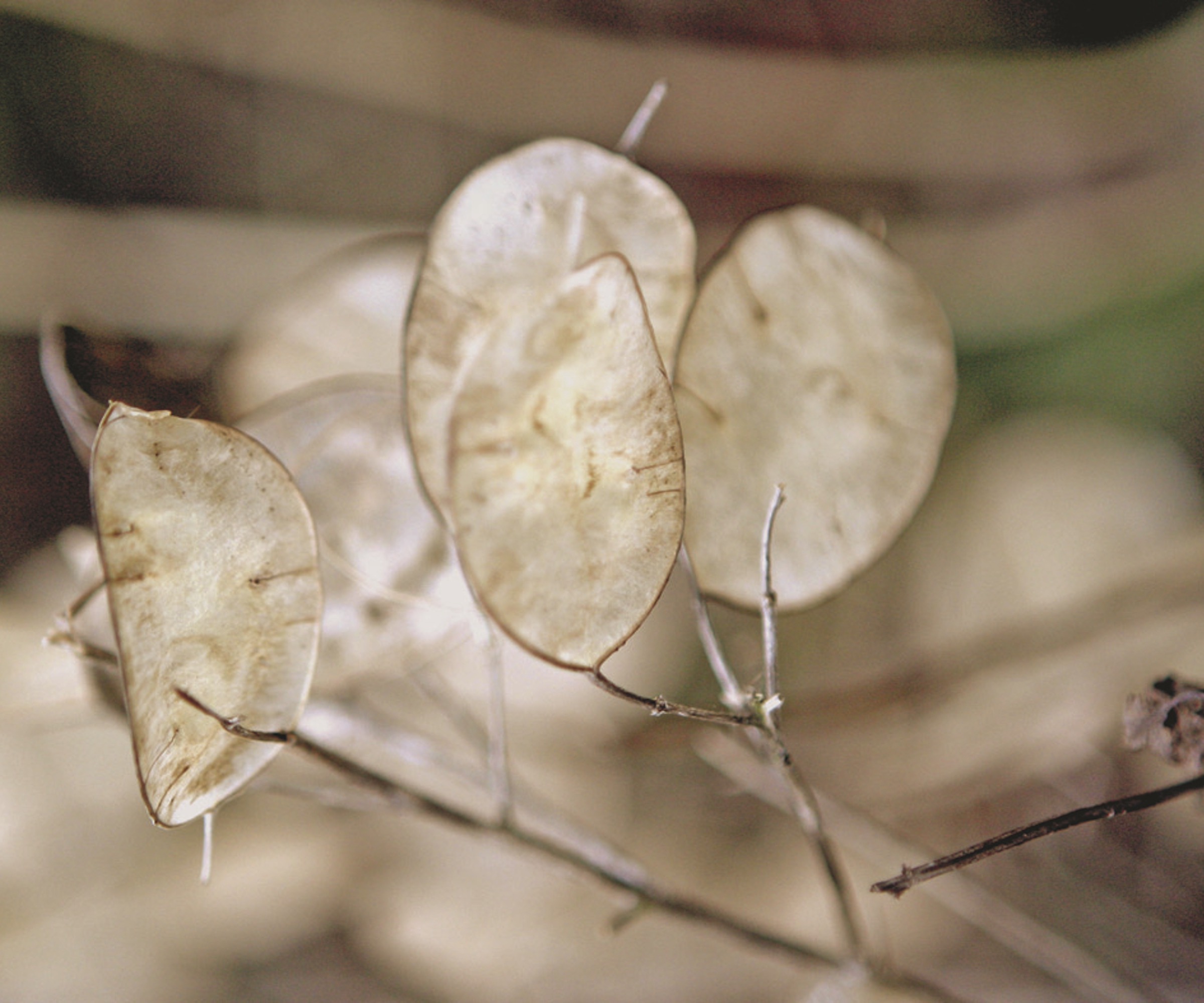 The brown, papery seed pods of an honesty plant