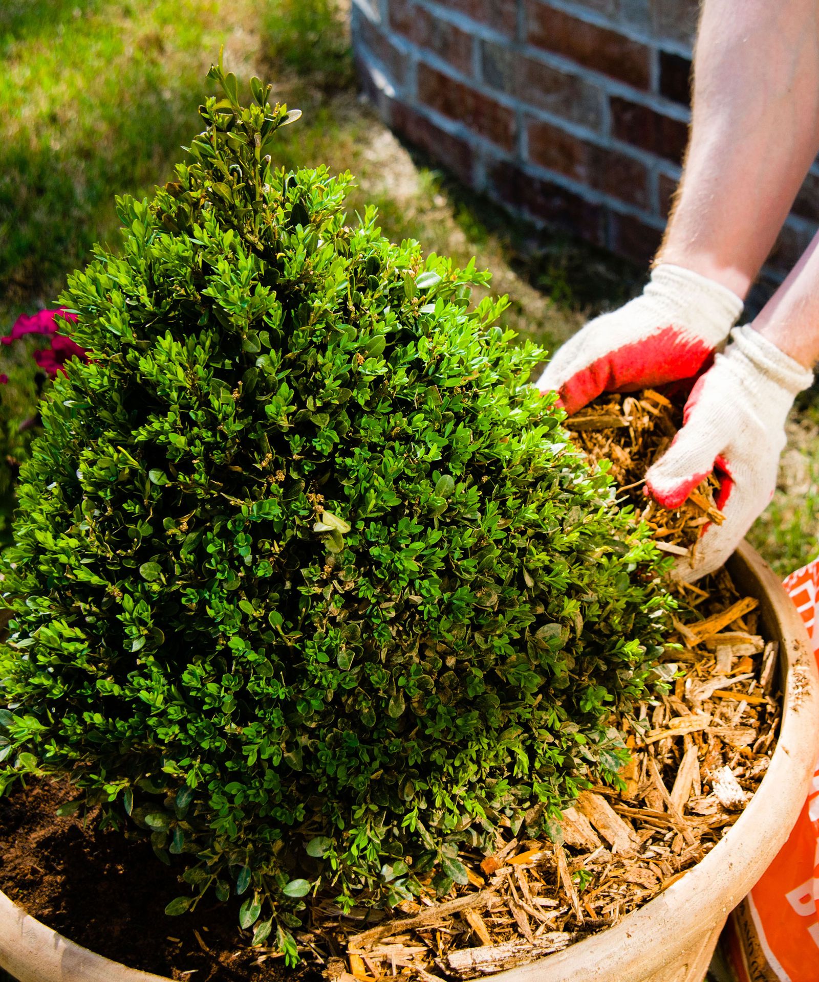 Landscaping with wood chips 13 expert ways to use them Gardeningetc