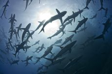 Marine Life in Mexico