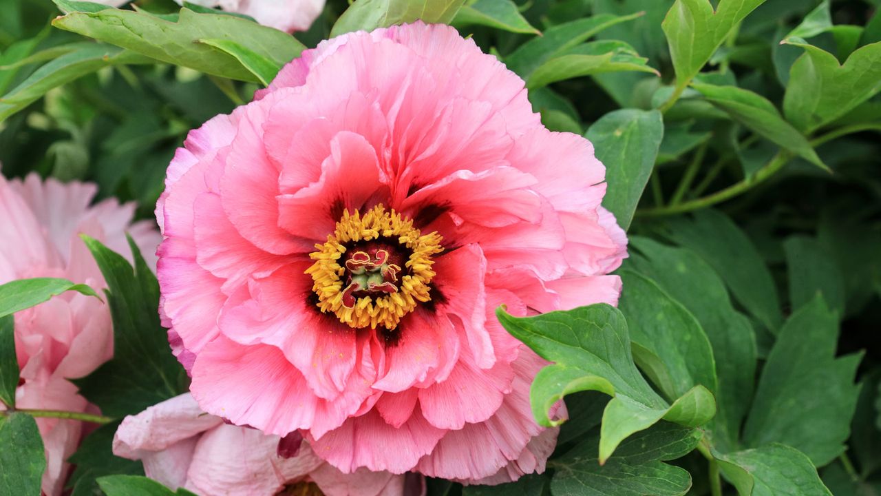 Chinese tree peony in full bloom