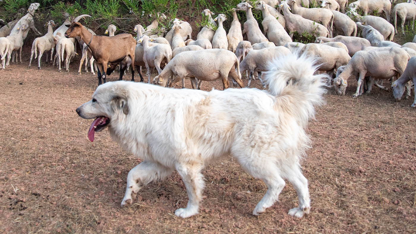 Maremma Sheepdog guarding goats