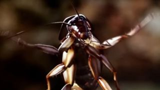 A cockroach with attitude in Joe's Apartment