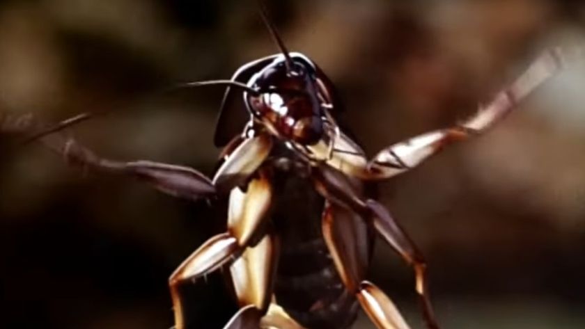 A cockroach with attitude in Joe's Apartment