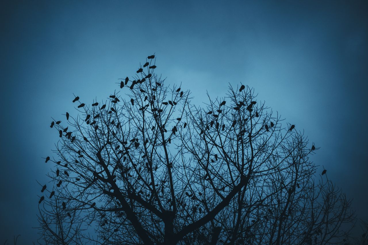 Jackdaws.