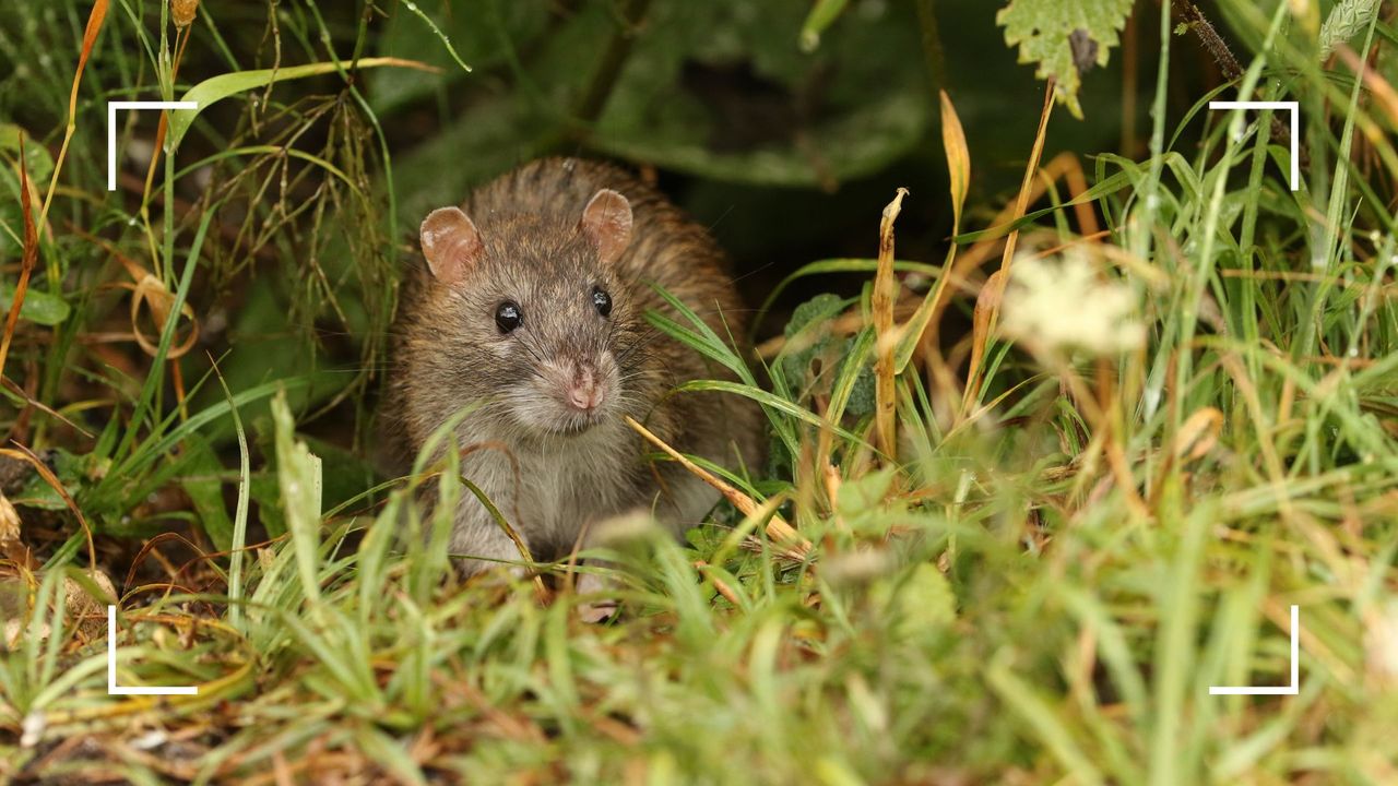 picture of rat in garden grass to support pest control expert tips on how to keep rats out of your garden