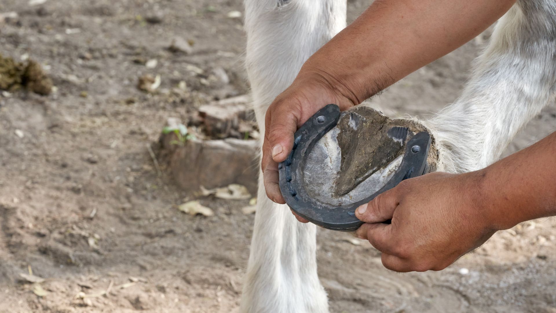 man holding horse's hoof up