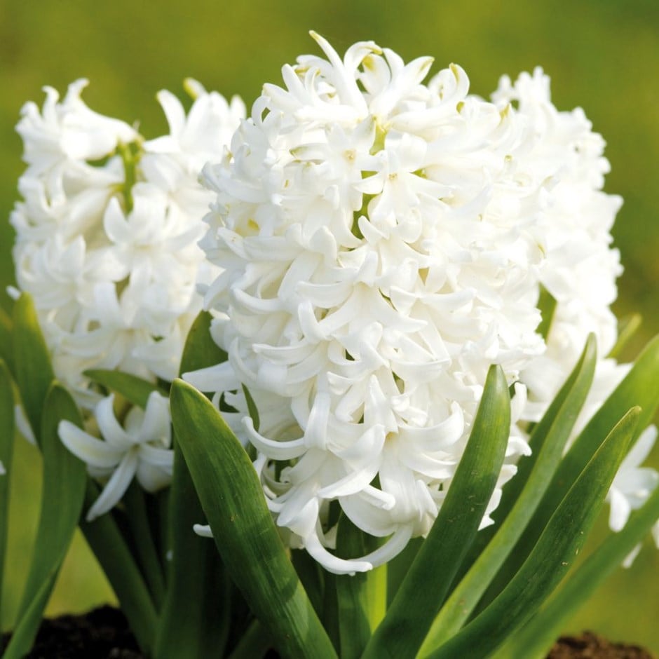 Hyacinthus Orientalis &#039;white Pearl&#039;